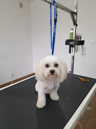 Psie Pieszczoty Fryzjer dla psa